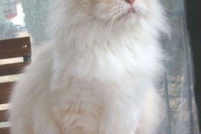 华体会体育-黄蜂双面刃，武切维奇统治全场，球队却险胜深圳